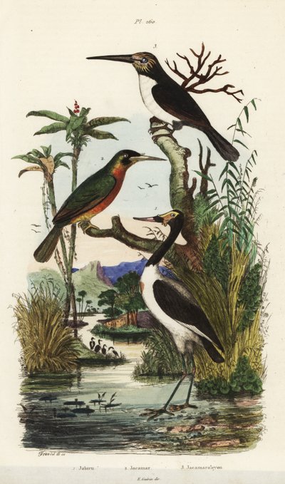 Stork, Jabiru mycteria, jacamar de cauda de rufo, Galbula ruficauda e jacamar de três dedos, Jacamaralcyon tridactyla de Unbekannt