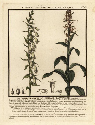 Dedaleira de palha, Digitalis lutea. de Unbekannter Künstler