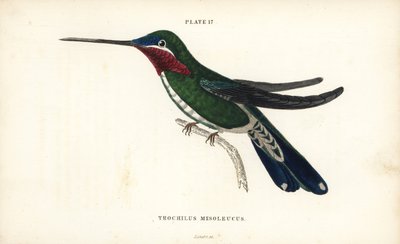 Garganta-estrela-de-peito-listrado, Heliomaster squamosus (colibri de riscas brancas, Trochilus mesoleucus). Gravura em metal aço colorida à mão por William Lizars da Naturalist