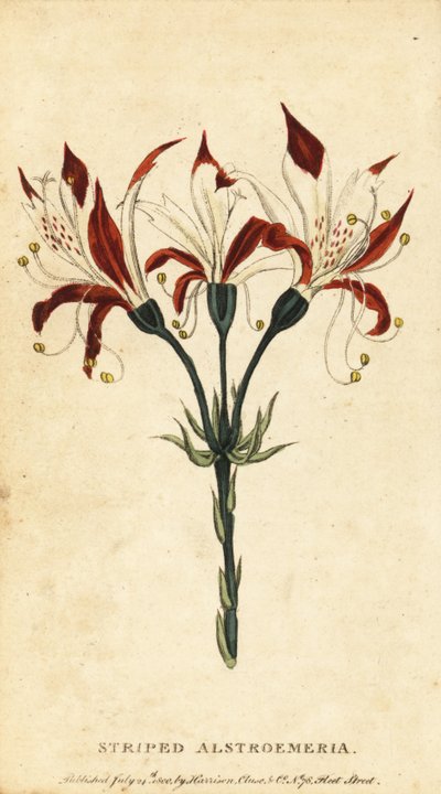 Alstroemeria listrada, Alstroemeria ligtu. , 1800 (gravura) de Unbekannter Künstler