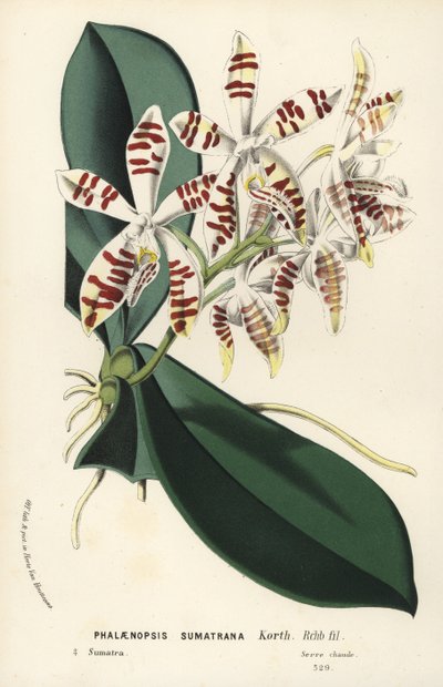 Orquídea phalaenopsis de Sumatra, Phalaenopsis sumatrana. Litografia colorida à mão da obra de Louis van Houtte e Charles Lemaire, Flowers of the Gardens and Hothouses of Europe, Flore des Serres et des Jardins de l