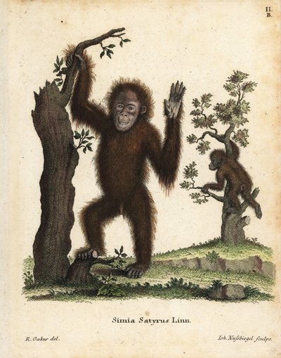 Orangotango de Sumatra, Pongo abelii. Criticamente em perigo. Gravura em chapa de cobre colorida à mão, segundo uma ilustração de R. Oakes, da obra Animal Illustrations after Nature, ou Schreber