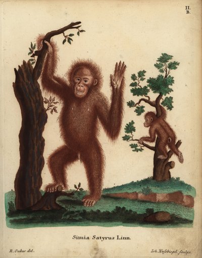 Orangotango de Sumatra, Pongo abelii. Criticamente em perigo. Simia satyrus Linn. Gravura em chapa de cobre colorida à mão de Johann Nussbiegel a partir de uma ilustração de R. Oakes das Animal Illustrations after Nature de Johann Christian Daniel Schreber de Unbekannter Künstler