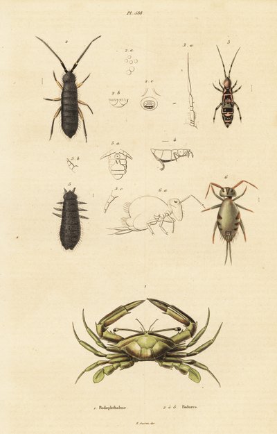 Caranguejo nadador e cauda de mola. de Unbekannter Künstler