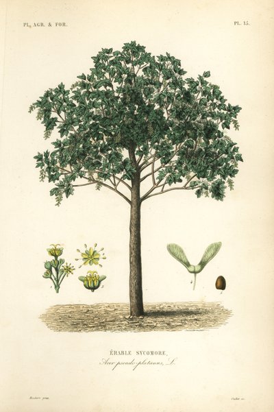 Plátano de sicómoro, Acer pseudoplatanas, sicómoro de Erable de Unbekannt