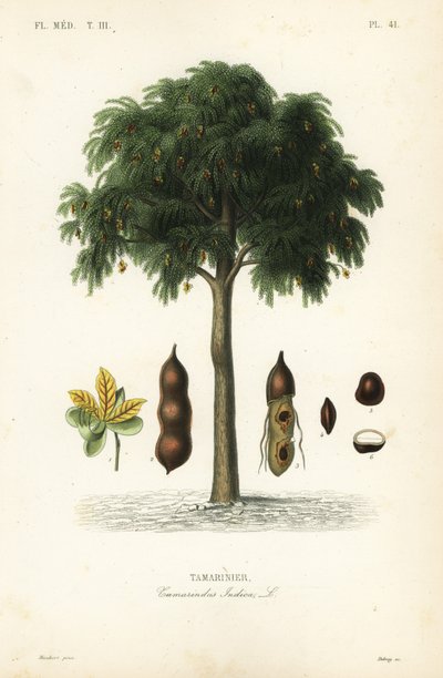 Tamarindo, Tamarindus indica, Tamarinier de Unbekannt