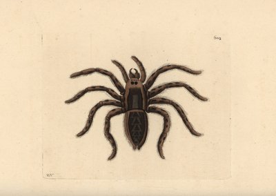 Aranha-lobo da Tarântula, Lycosa tarantula (Aranha da Tarântula, Aranea tarantula). Ilustração desenhada e gravada por Richard Polydore Nodder. Gravura em chapa de cobre colorida à mão de George Shaw e Frederick Nodder, The Naturalist