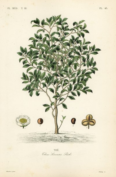Árvore ou planta do chá, Camellia sinensis, Thea sinensis, a de Unbekannt