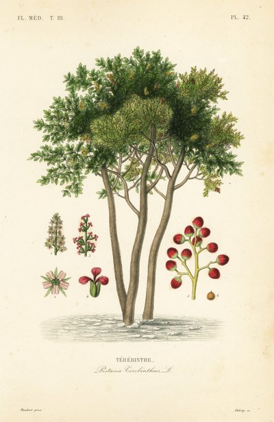 Terebinto ou terebintina, Pistacia terebinthus, Terebinthe de Unbekannt