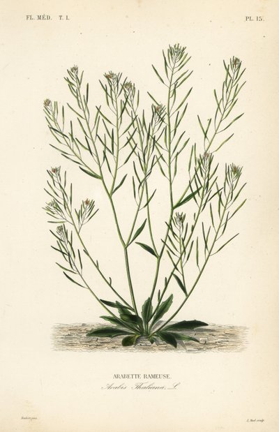 Thale cress, mouse-ear cress ou arabidopsis, Arabidopsis thaliana, Arabis thaliana, Arabette rameuse de Unbekannt