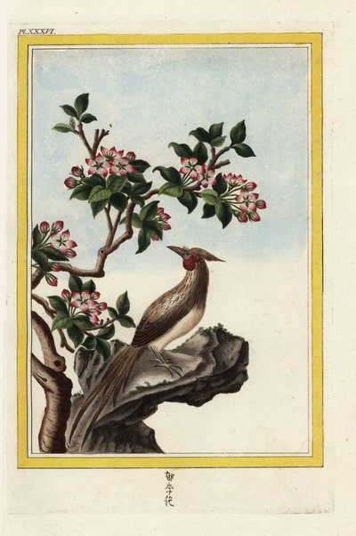 A macieira da China. Macieira chinesa, Malus prunifolia. Gravura colorida à mão de Pierre Joseph Buchoz "Coleção preciosa e iluminada das mais belas e curiosas flores, cultivadas tanto nos jardins da China como nos da Europa, Paris de Unbekannter Künstler