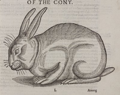 O Cony de Unbekannt