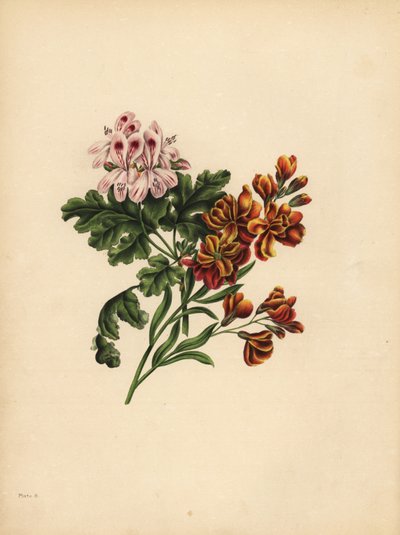 O Gerânio de Helen, Preferência; A Flor de Parede do Jardim, Fidelidade na infelicidade de Unbekannt