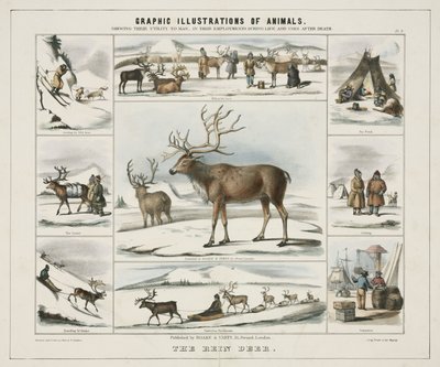 "The Rein Deer", c 1845 de Unbekannt