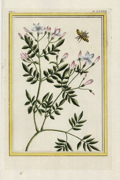 O jasmim espanhol. Jasmim espanhol, Jasminum grandiflorum. Gravura colorida à mão de Pierre Joseph Buchoz "Coleção preciosa e iluminada das mais belas e curiosas flores, cultivadas tanto nos jardins da China como nos da Europa, Paris de Unbekannter Künstler