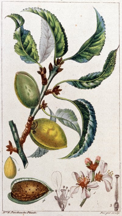 A amendoeira, c. 1801-1850 (gravura) de Unbekannter Künstler