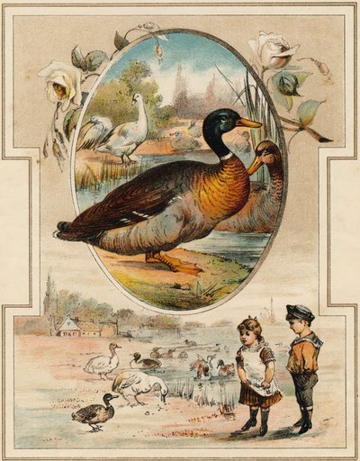 O pato. Gravação em "Mon premier Grand Alphabet". Bernardin-Bechet Edition, Paris, cerca de 1890. Ilustrações de A. des Lilleuls. Sem página, 46 páginas. Dim: 31x22cm . de Unbekannt
