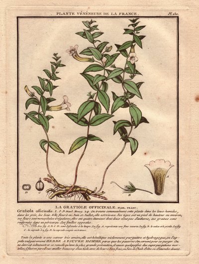 O gratiole officinale (Gratiola officinalis). Planta venenosa, descrição da planta, caule, folhas, flores e raízes. Pormenores sobre o cálice, o pistilo e a cápsula. Eau forte en couleurs Século XVIII, em Herbier de la France (1780-1793), desenho, gravura  de Unbekannter Künstler