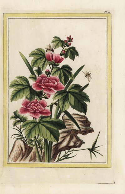 A árvore roxa tem flores encarnadas. Malva-rosa, Hibiscus syriacus. Gravura colorida à mão de Pierre Joseph Buchoz "Preciosa e iluminada coleção das mais belas e curiosas flores, cultivadas tanto nos jardins da China como nos da Europa, de Unbekannter Künstler