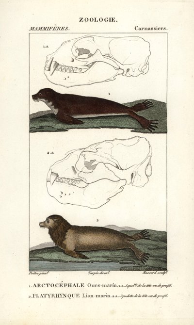 O urso-marinho ou foca-do-norte (arctocephale) e o leão-marinho ou lobo-marinho (platyrhynque) - Eau forte de Jean Gabriel Pretre (1780-1845), gravado por Carnonkel, para o dicionário de ciências naturais: mamíferos de Frederic Cuvier, editado por Pierre J de Unbekannter Künstler
