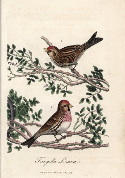 O sizerin ou pequeno linotte. Gravura em cobre colorido de George Graves, em British Ornithology de Unbekannter Künstler