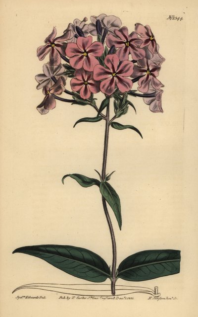 Thickleaf phlox, Phlox carolina (lychnidea de haste áspera) de Unbekannt