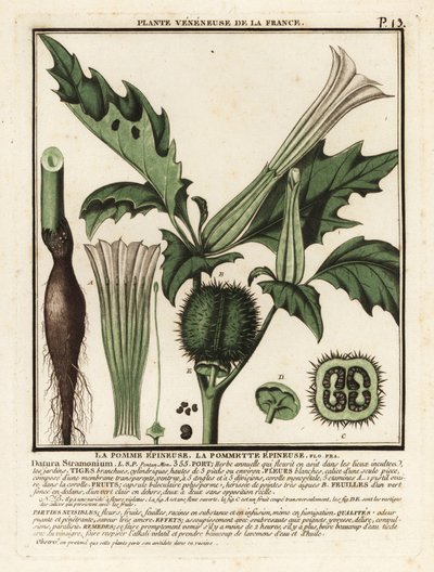 Maçã espinhosa, Datura stramonium. de Unbekannter Künstler
