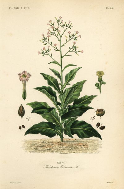 Planta de tabaco, Nicotiana tabacum, Tabac de Unbekannt