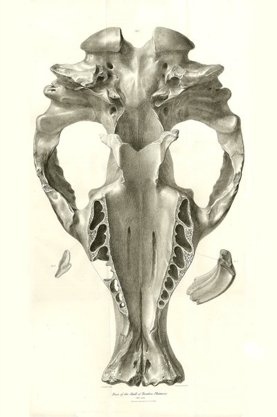 Toxodon Crane, um animal pré-histórico encontrado por Charles Darwin perto de Montevideo, Uruguai, durante a sua viagem de exploração a bordo do Beagle. The Zoology of the voyage of H.M.S. Beagle under the command of Captain Fitzroy during the years 1832 t de Unbekannter Künstler