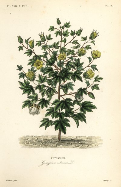 Algodão em árvore, Gossypium arboreum, Cotoninier de Unbekannt