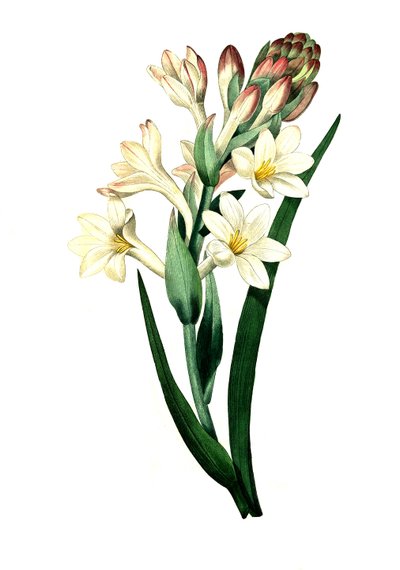 Tuberosa, Agave amica (Agave polianthes), reprodução digital de uma obra de arte original do século XVIII de Unbekannter Künstler