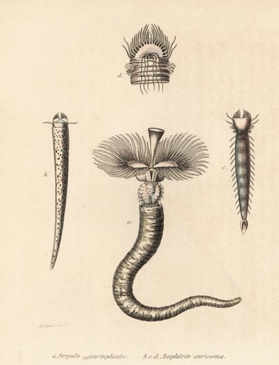 Tubeworm, Serpula vermicularis (Serpula contortuplicata), e fanworm, Amphictene auricoma (Amphitrite auricoma). Litografia colorida à mão por Gebhart a partir de uma ilustração de Zehner da Galeria de História Natural de Georg Friedrich Treitschke, Naturhi de Unbekannter Künstler