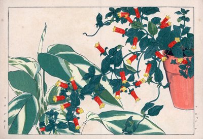 Manettia bicolor em vaso e dicadame ou erva com setas. Trepadeira, Manettia bicolor, num vaso e araruta, Maranta arundinacea. Gravura em xilogravura colorida à mão do "Seiyou Sokazufu" (Álbum Pictórico de Plantas e Ervas Ocidentais) de Konan Tanigami. de Unbekannter Künstler