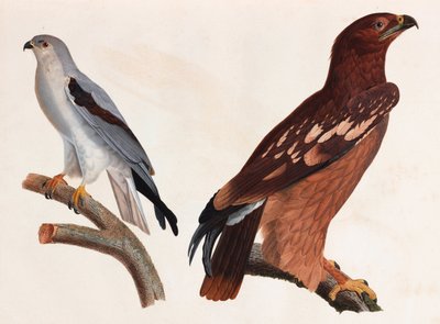 Duas ilustrações a cores de aves de Unbekannt