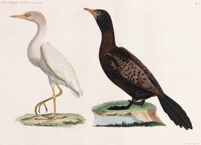 Duas ilustrações a cores de aves de Unbekannt