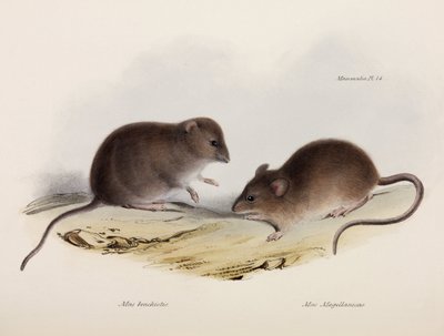 Dois tipos de mouse, América do Sul, c 1832-1836 de Unbekannt
