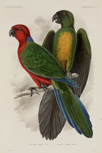 Dois tipos de papagaio, Fiji de Unbekannter Künstler