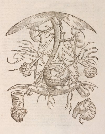 Uterus orificium internum ostendens de Unbekannt