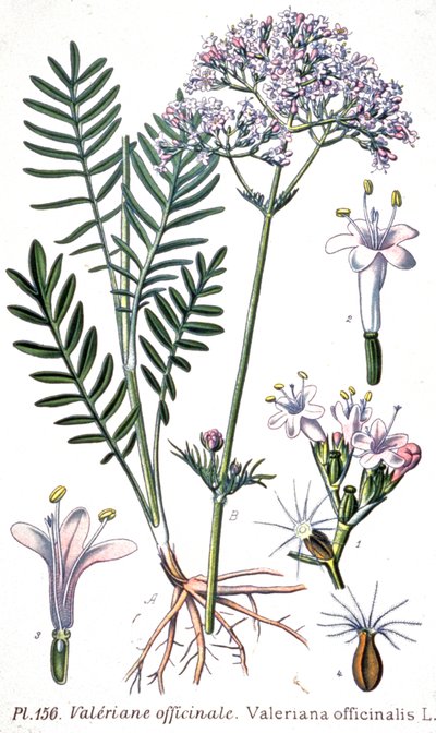 Valeriana officinale, c.1880-1900 (gravura) de Unbekannter Künstler