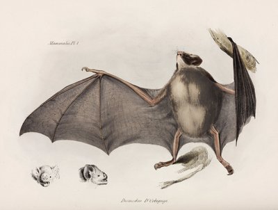 Morcego vampiro, América do Sul, c 1832-1836 de Unbekannter Künstler