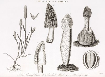 Variedade de phalaris aquatica grass e cogumelos morilles de Unbekannt