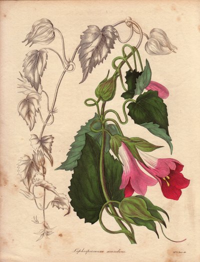 Variante de Lophospermum (L.Scandens), trepadeira com flores cor-de-rosa e púrpura. Espécie descoberta pelo Sr. Bates, muito difundida nos arbustos do México. Esta planta foi cultivada na coleção de Charles Tayleure e esteve presente no Jardim Botânico de  de Unbekannter Künstler