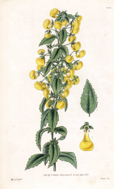 Variante da Calceolaria ou pequena chinela ou bolsa de senhora - Calceolaria angustiflora, de folhas estreitas. Gravura em chapa de cobre colorida à mão, feita por Swan, a partir de uma ilustração de William Jackson Hooker, da "Botanical Magazine" de Samue de Unbekannter Künstler