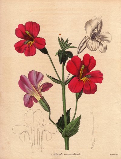 Variedade de mimulus (Mimulus roseo cardinalis). Variedade híbrida de Hodson, chamada flor de macaco ou flor de almíscar. Ilustração de Augusta Innes Withers (1793-1877), em The Botanist, série de Benjamin Maund em cinco volumes, publicada entre 1836 e 184 de Unbekannter Künstler