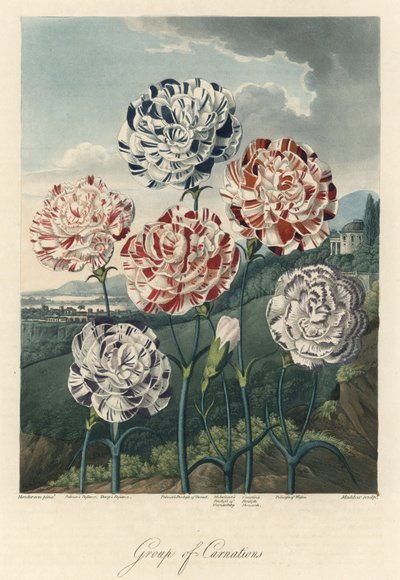 Variedades de cravos comuns (ou cravos de florista ou cravos de cravo) Água forte, extraída de The Temple of Flora, do Dr. Robert Thornton (1768-1837) de Unbekannter Künstler