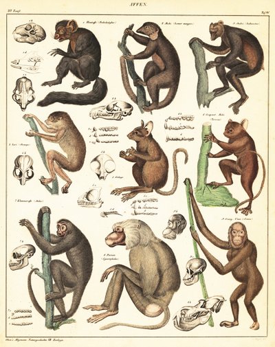 Variedades de macacos. ,1841 (litografia) de Unbekannter Künstler