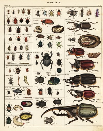Variedades de besouros., 1841 (litografia) de Unbekannter Künstler