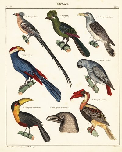 Variedades de pássaros.,1841 (litografia) de Unbekannter Künstler