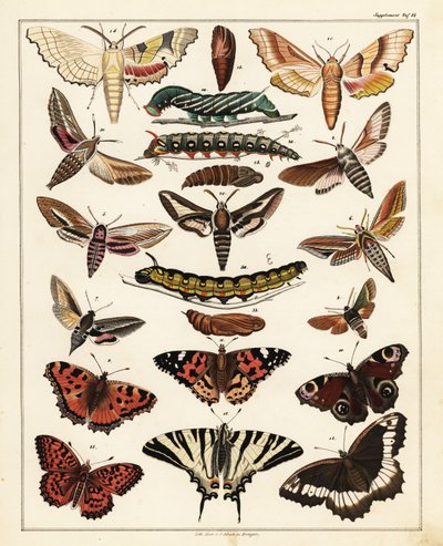 Variedades de borboletas, mariposas, etc., 1841 (litografia) de Unbekannter Künstler