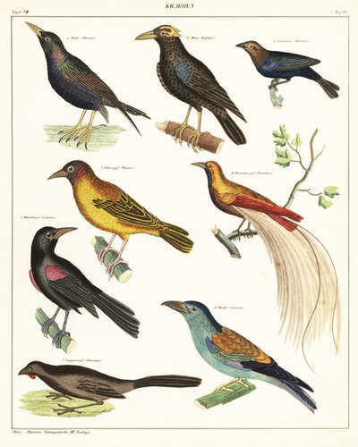 Variedades de pássaros exóticos. ,1841 (litografia) de Unbekannter Künstler
